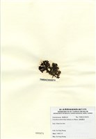 藏品(扁龍鬚菜)的圖片